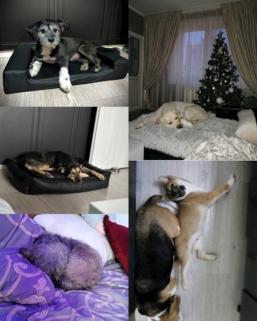 Bursuc- petsitter București sau Bonă pentru animale pentru câini pisici