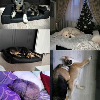 thumbnail petsitter București sau bonă pentru animale pentru câini pisici