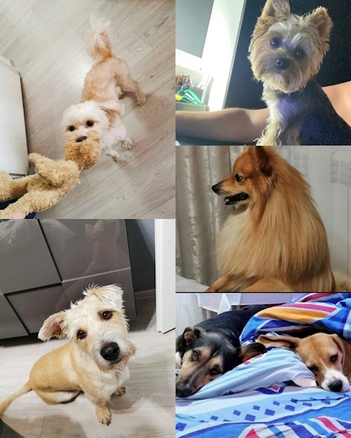 Bursuc- petsitter București sau Bonă pentru animale pentru câini pisici