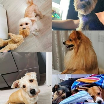 thumbnail petsitter București sau bonă pentru animale pentru câini pisici