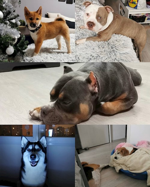 Bursuc- petsitter București sau Bonă pentru animale pentru câini pisici
