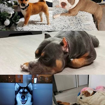 thumbnail petsitter București sau bonă pentru animale pentru câini pisici