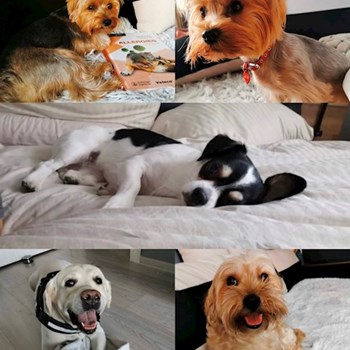 thumbnail petsitter București sau bonă pentru animale pentru câini pisici