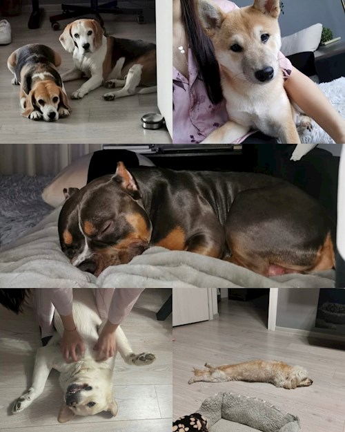 Bursuc- petsitter București sau Bonă pentru animale pentru câini pisici