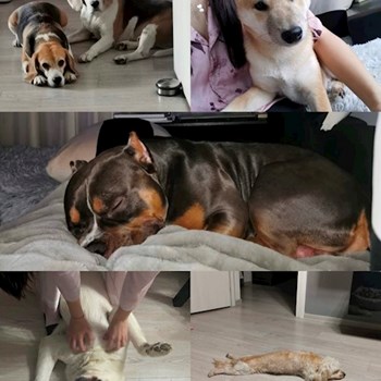 thumbnail petsitter București sau bonă pentru animale pentru câini pisici