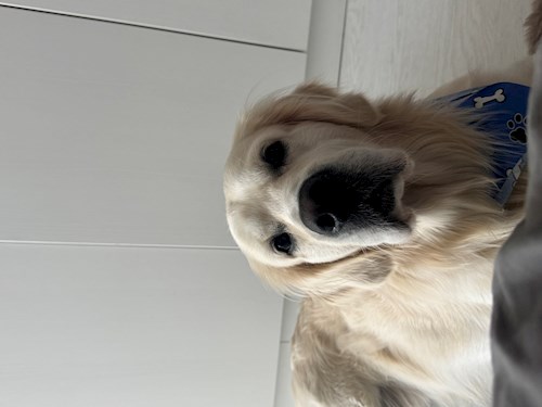 Ispas- petsitter Cluj-Napoca sau Bonă pentru animale pentru câini pisici 