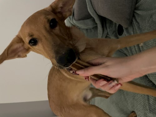 Popescu- petsitter Timișoara sau Bonă pentru animale pentru câini pisici