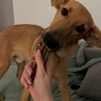 thumbnail petsitter Timișoara sau bonă pentru animale pentru câini pisici