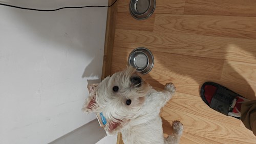 Remus- petsitter București or Pet nanny for dogs cats