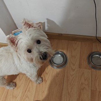 thumbnail petsitter București or pet nanny for dogs cats