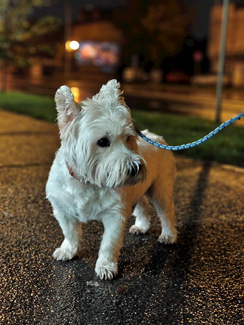 Remus- petsitter București or Pet nanny for dogs cats