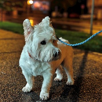 thumbnail petsitter București or pet nanny for dogs cats