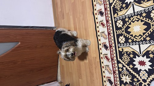 Bianca- petsitter Timișoara sau Bonă pentru animale pentru câini pisici 