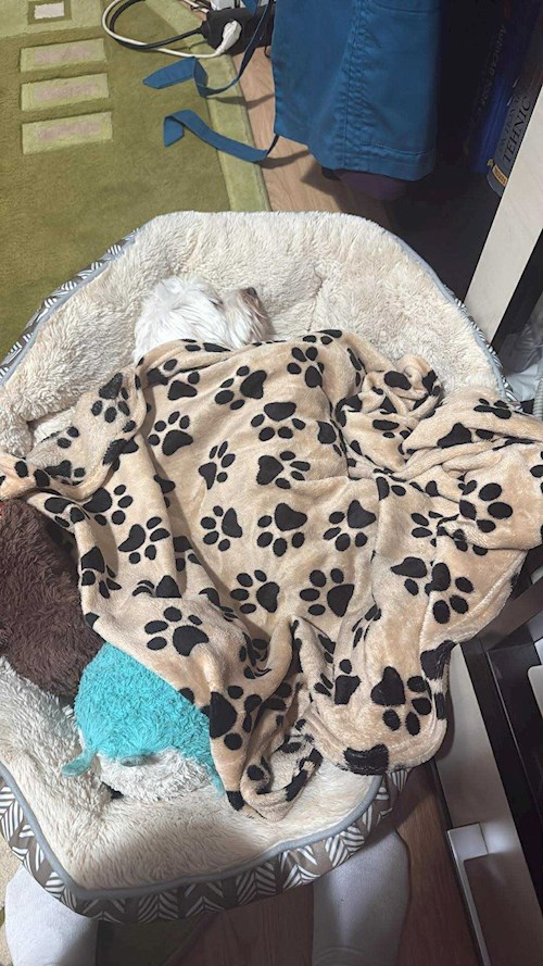 Catalina- petsitter Iași sau Bonă pentru animale pentru câini pisici