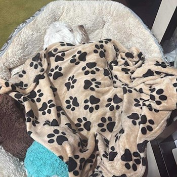 thumbnail petsitter Iași sau bonă pentru animale pentru câini pisici