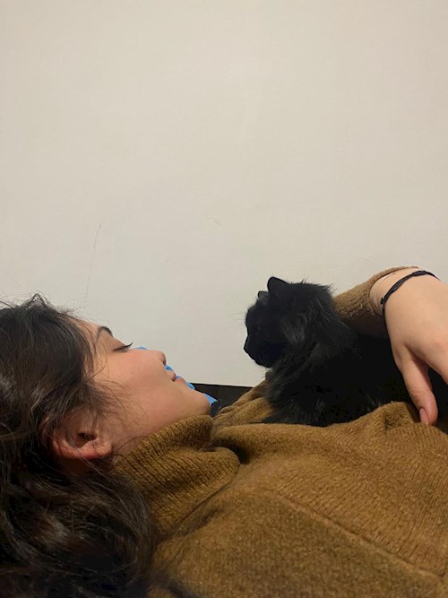 Feisan- petsitter Cluj-Napoca sau Bonă pentru animale pentru câini pisici 