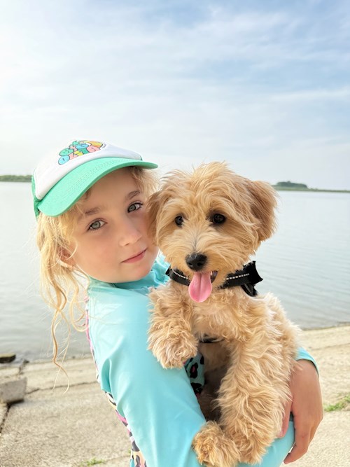 Nicu- petsitter București sau Bonă pentru animale pentru câini pisici