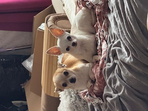 Diandra- petsitter Cluj-Napoca or Pet nanny for dogs 
