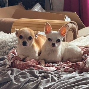 petsitter Cluj-Napoca sau Bonă pentru animale pentru Câini