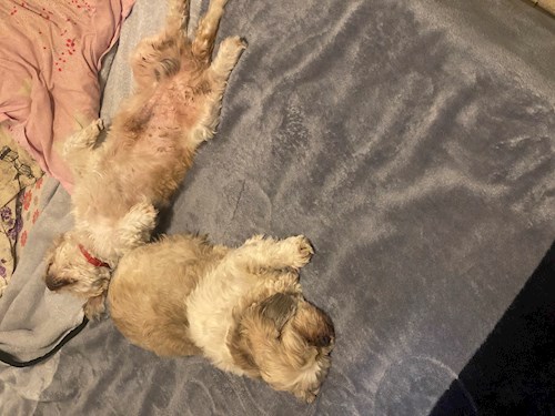 Cercel- petsitter București sau Bonă pentru animale pentru câini pisici 