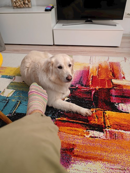 Claudia- petsitter București or Pet nanny for dogs cats 