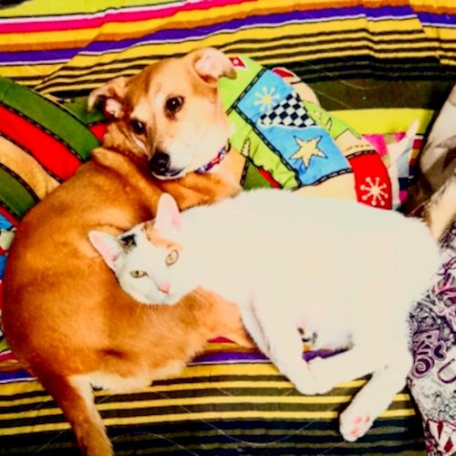 Judy- petsitter București sau Bonă pentru animale pentru câini pisici 