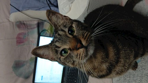 Mitrica- petsitter București sau Bonă pentru animale pentru câini pisici 