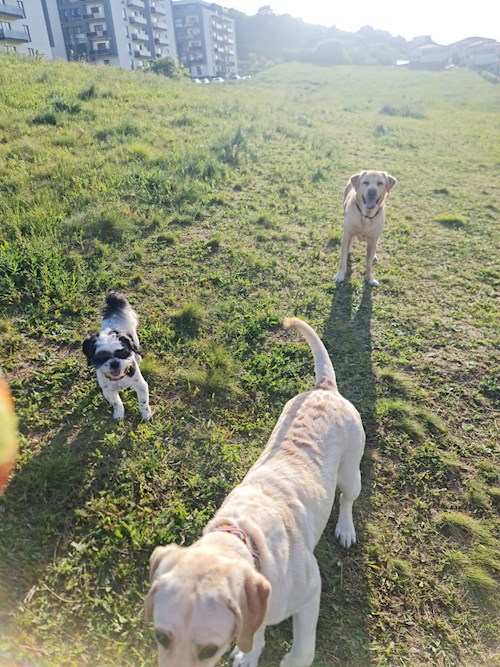 Kiss- petsitter Florești sau Bonă pentru animale pentru câini 