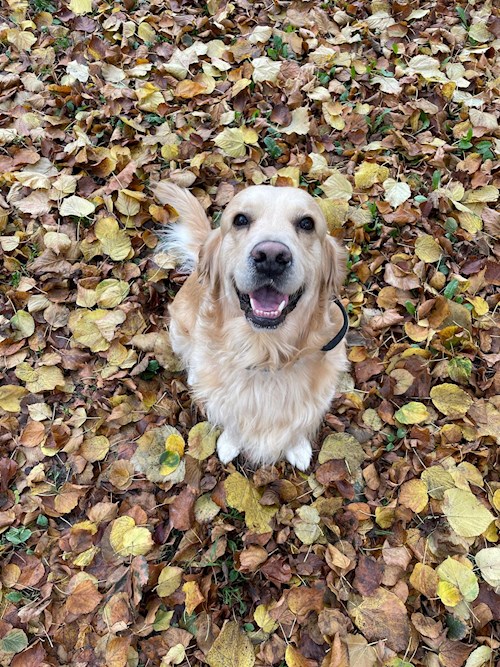 Diana- petsitter Cluj-Napoca vagy Állat szitter a kutyák cicák 