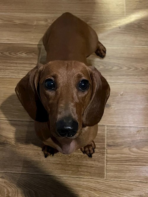 Diana- petsitter Cluj-Napoca vagy Állat szitter a kutyák cicák 