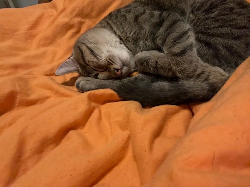 Diana- petsitter Cluj-Napoca vagy Állat szitter a kutyák cicák 