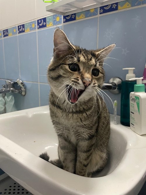 Diana- petsitter Cluj-Napoca vagy Állat szitter a kutyák cicák 