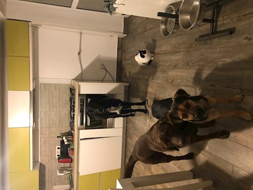 Kocsis- petsitter Cluj-Napoca sau Bonă pentru animale pentru câini pisici 