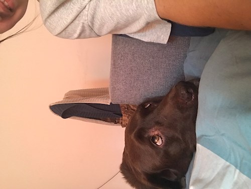 Kocsis- petsitter Cluj-Napoca sau Bonă pentru animale pentru câini pisici 