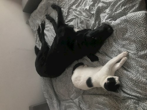 Kocsis- petsitter Cluj-Napoca sau Bonă pentru animale pentru câini pisici 