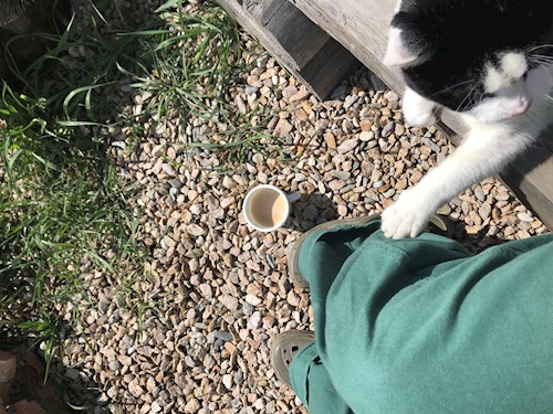 Kocsis- petsitter Cluj-Napoca sau Bonă pentru animale pentru câini pisici 