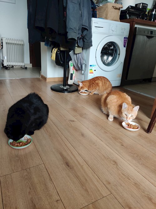 Diana- petsitter Oradea vagy Állat szitter a cicák 