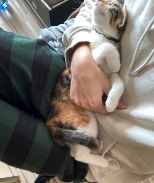 Federico- petsitter București or Pet nanny for dogs cats 