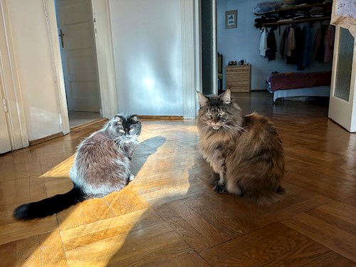 Ioana- petsitter București or Pet nanny for dogs cats 