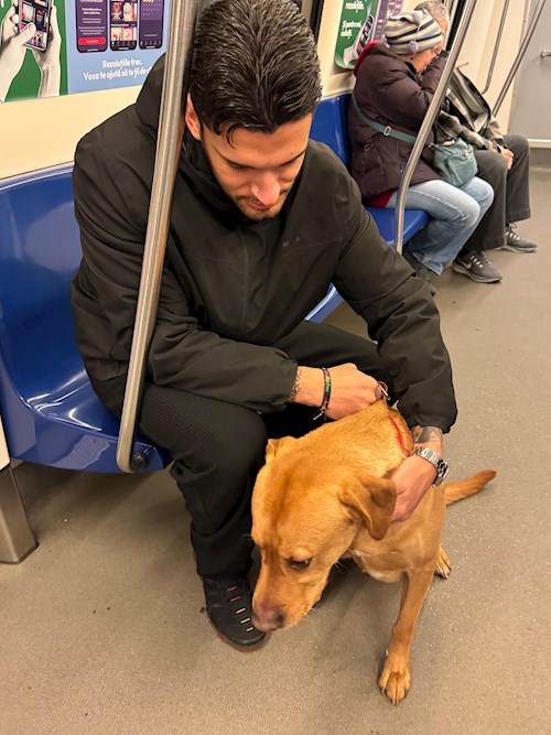 Damiano- petsitter București vagy Állat szitter a kutyák cicák 