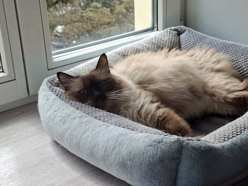 Kseniia- petsitter București or Pet nanny for dogs cats 