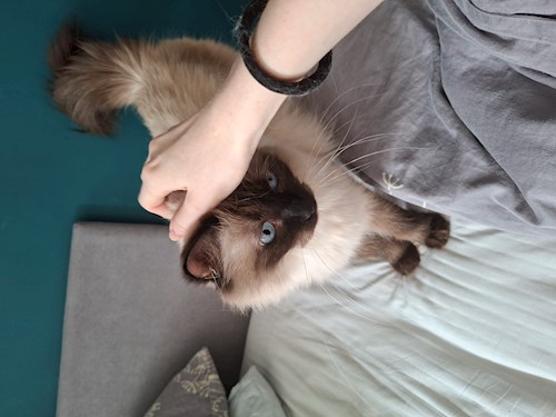 Kseniia- petsitter București or Pet nanny for dogs cats 