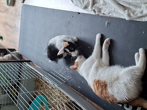 Kseniia- petsitter București or Pet nanny for dogs cats 