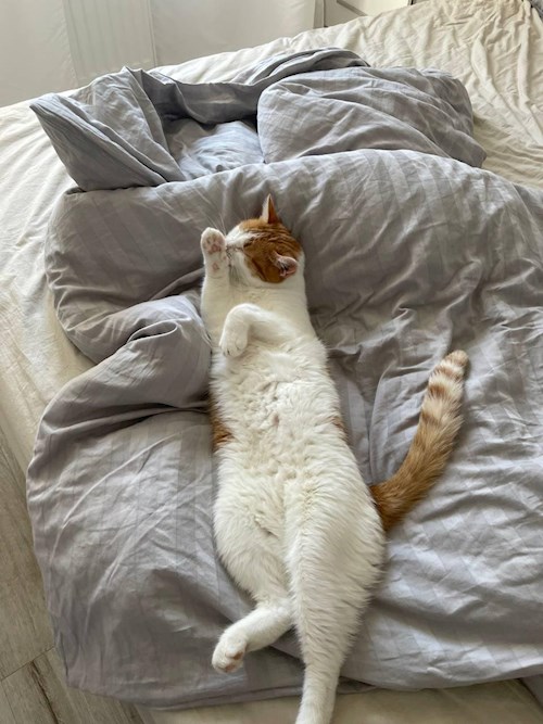 Kseniia- petsitter București or Pet nanny for dogs cats 