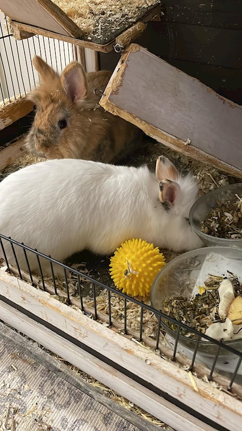 Kseniia- petsitter București or Pet nanny for dogs cats 