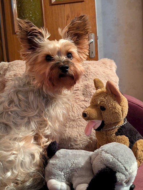 Raluca- petsitter Iași vagy Állat szitter a kutyák cicák 