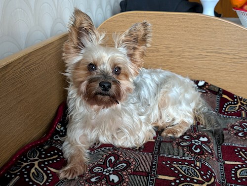 Raluca- petsitter Iași vagy Állat szitter a kutyák cicák 