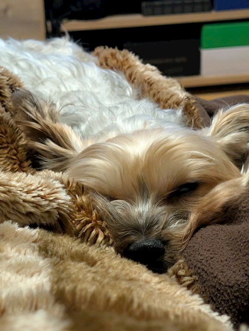 Raluca- petsitter Iași vagy Állat szitter a kutyák cicák 