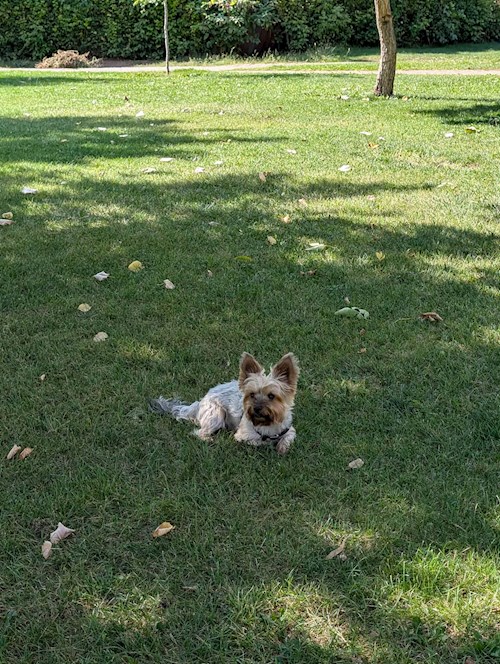 Raluca- petsitter Iași vagy Állat szitter a kutyák cicák 