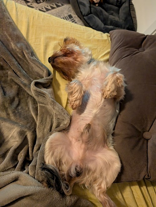 Raluca- petsitter Iași vagy Állat szitter a kutyák cicák 